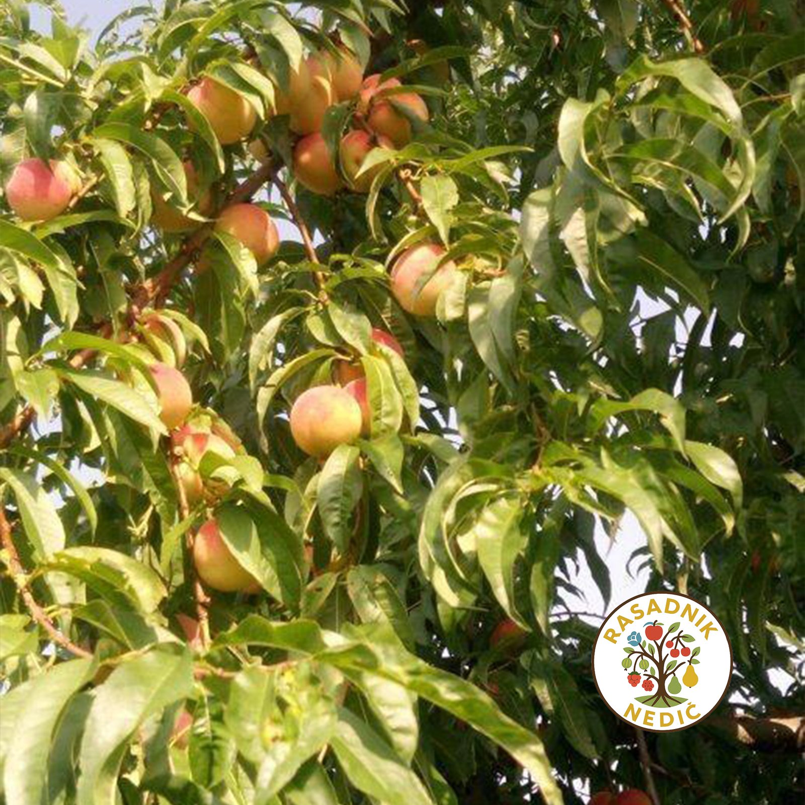 Vinogradarska Breskva