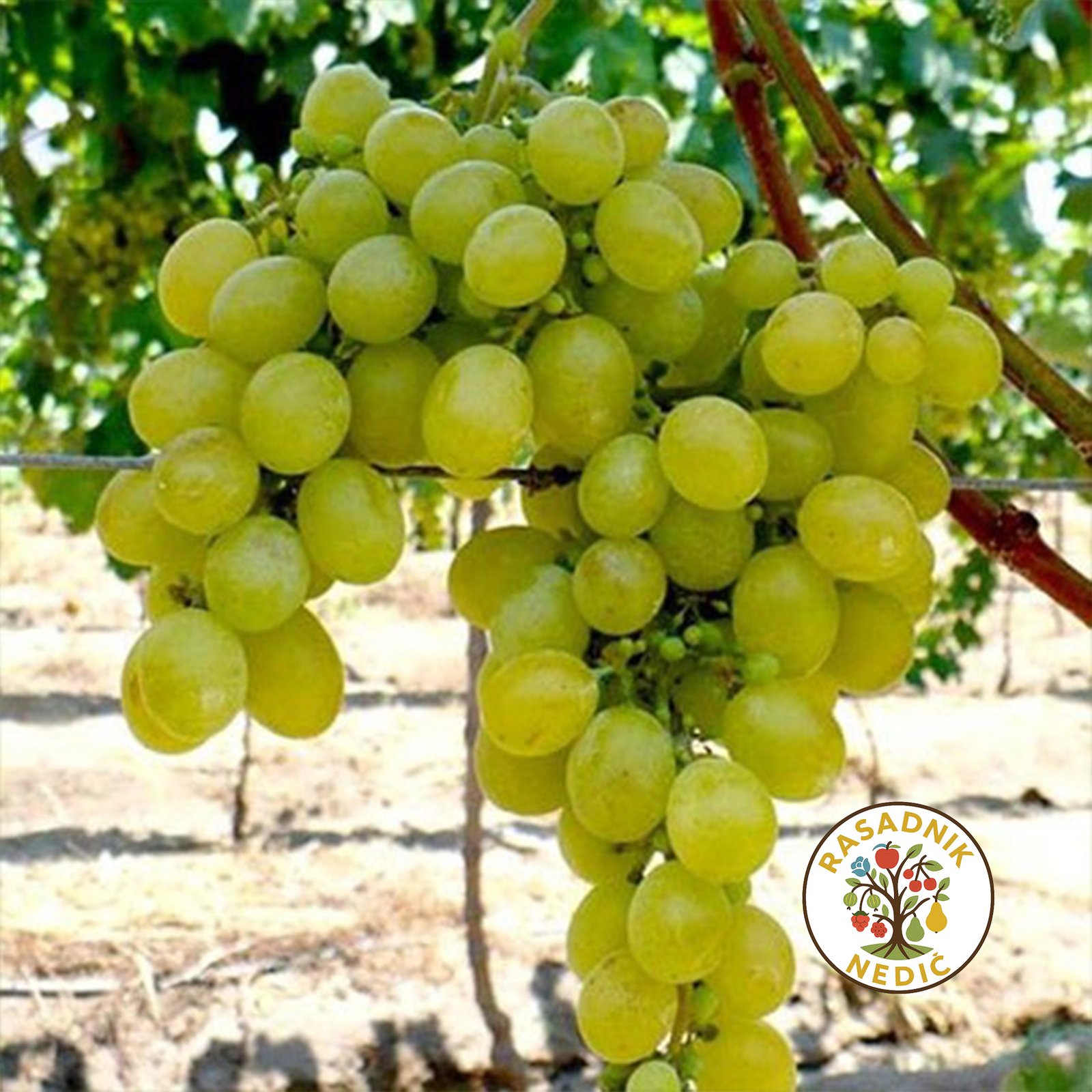 Vinova Loza Afus Ali