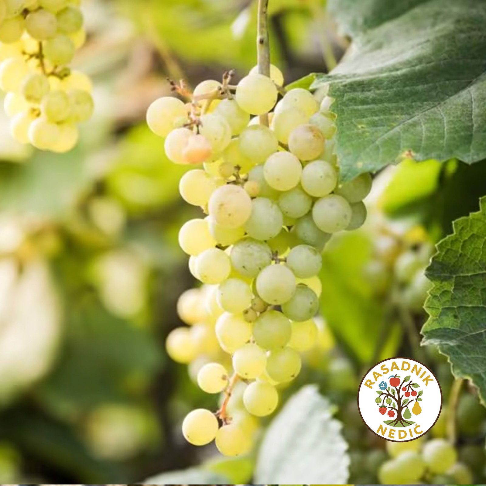 Vinova Loza Bela Tamjanika