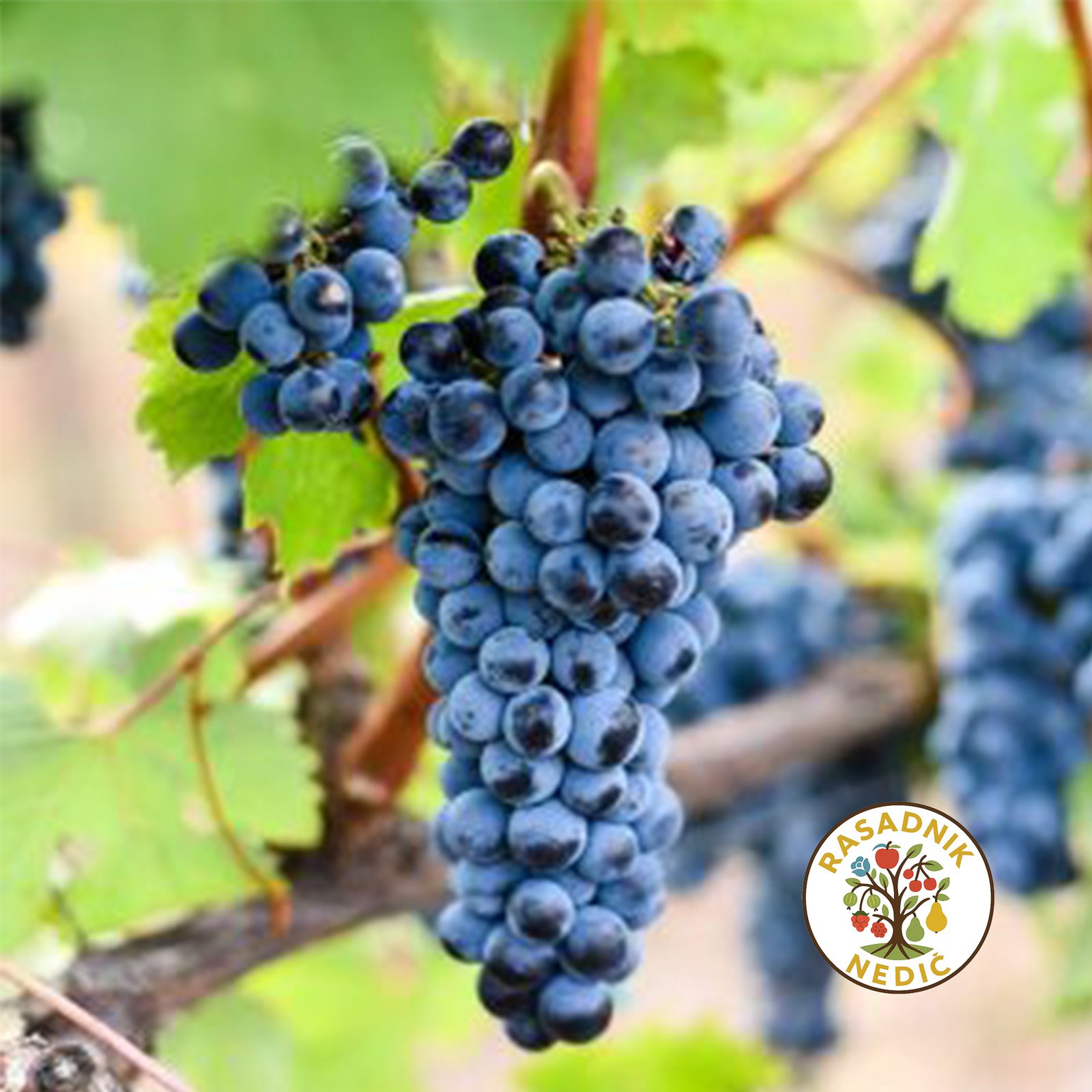 Vinova Loza Crna Tamjanika 1