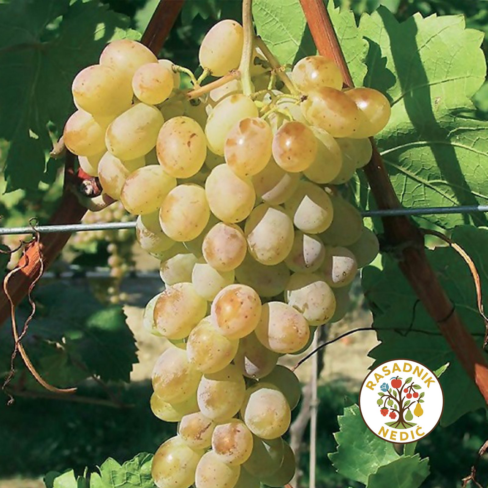 Vinova Loza Demir Kapija