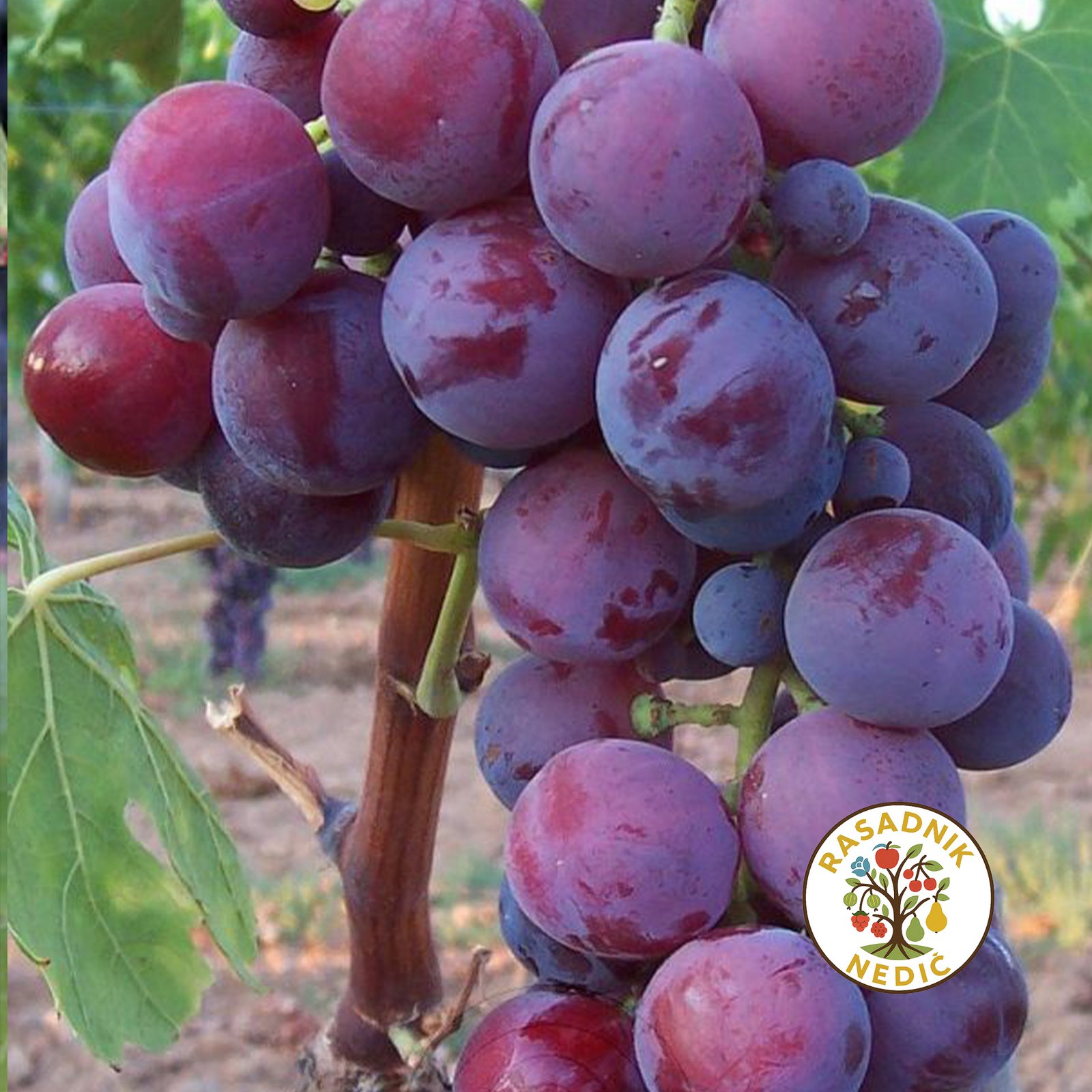 Vinova Loza Kardinal