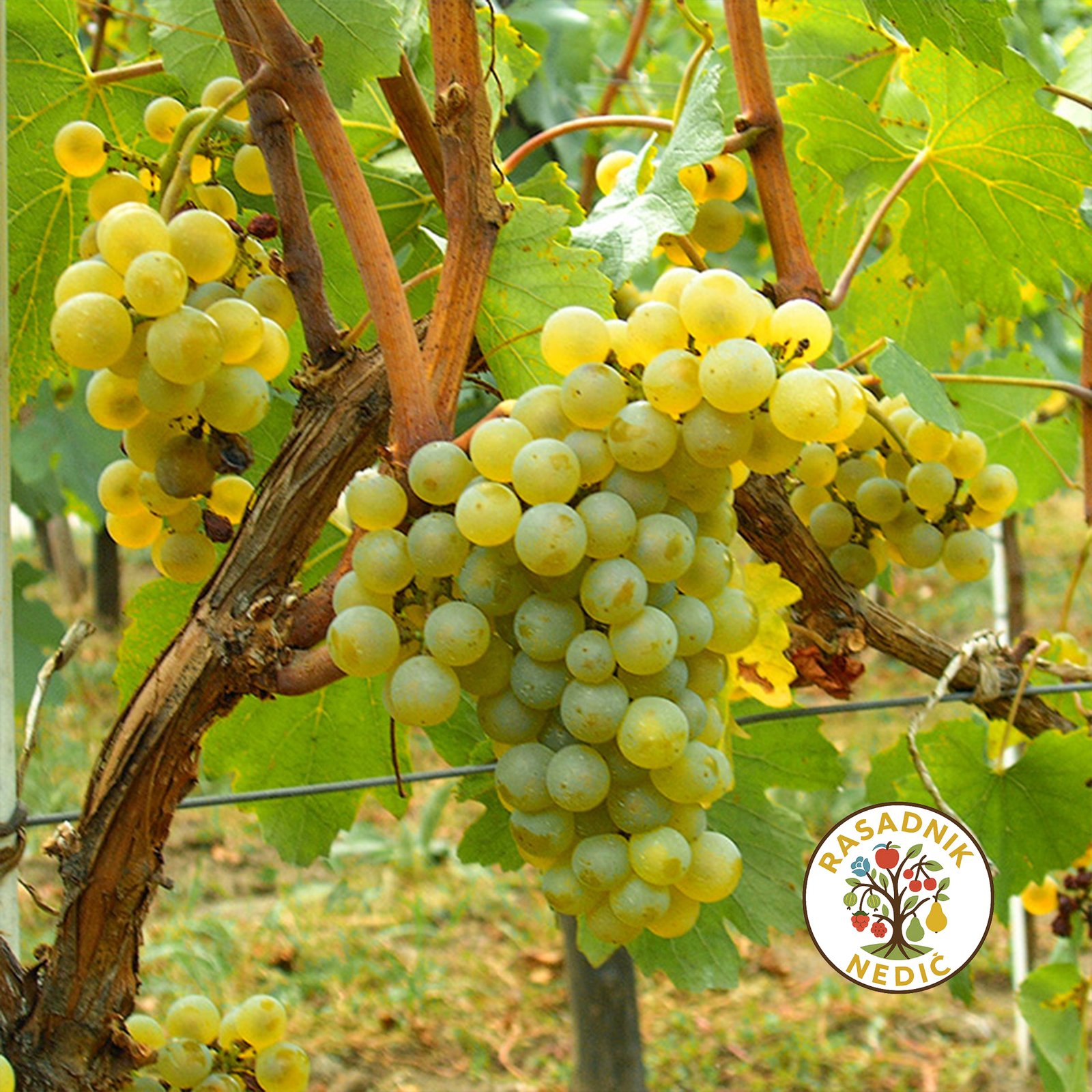 Vinova Loza Kraljica Vinograda