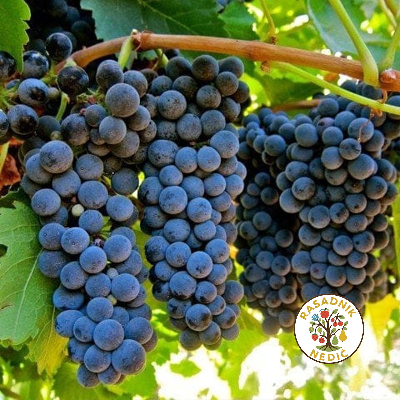 Vinova Loza Misel Palijer