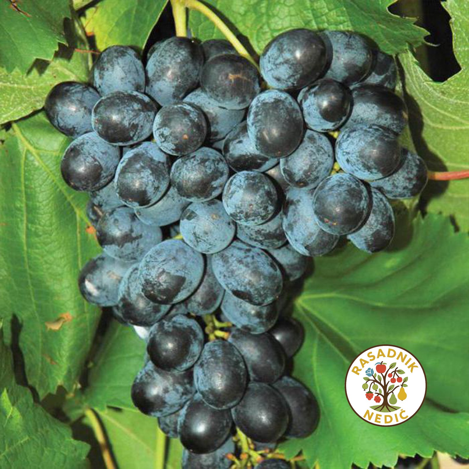 Vinova Loza Moldova Neprskanac