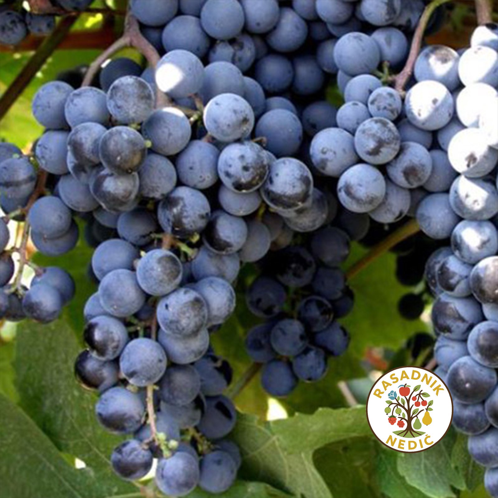 Vinova Loza Muskat Hamburg