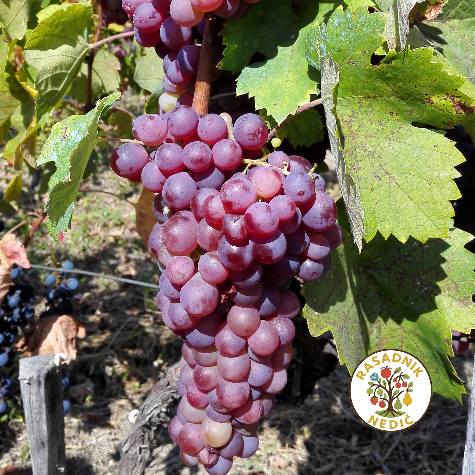 Vinova Loza Plovdina