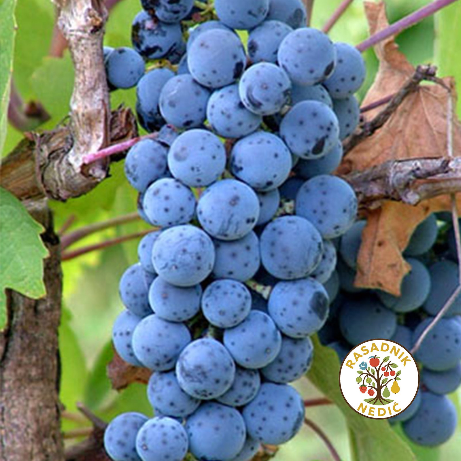 Vinova Loza Prokupac