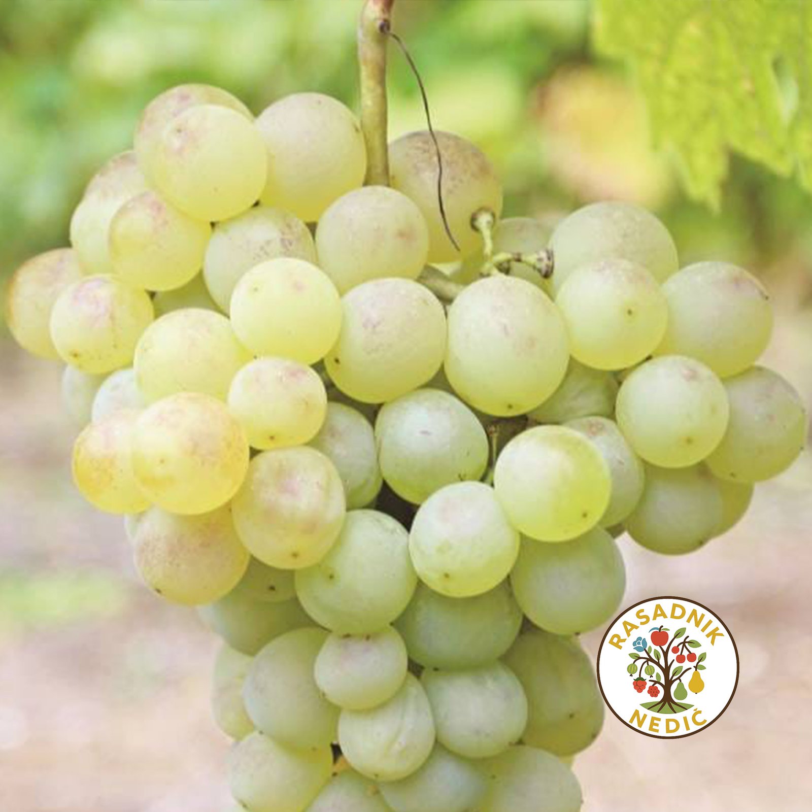 Vinova Loza Smederevka