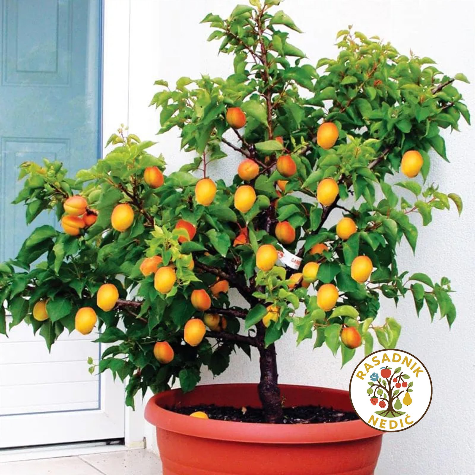 Patuljasta Mini Kajsija