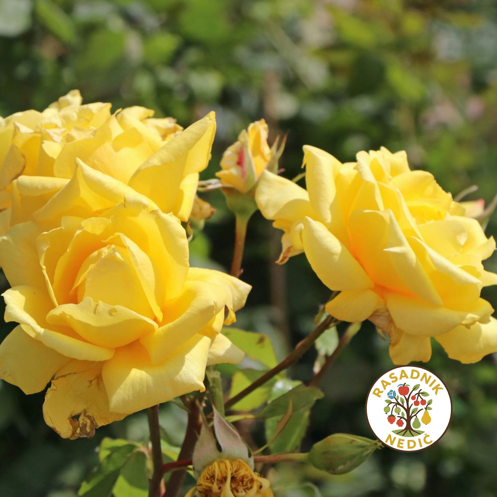 Ruza Stablasica Landora