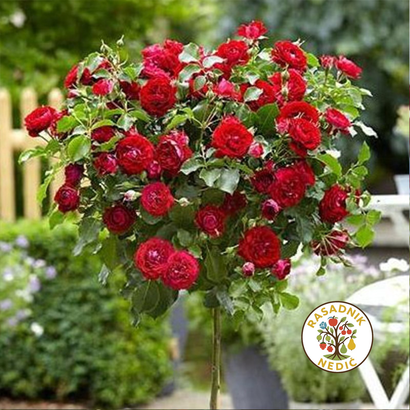 Ruza Stablasica Nina Vejbul 1