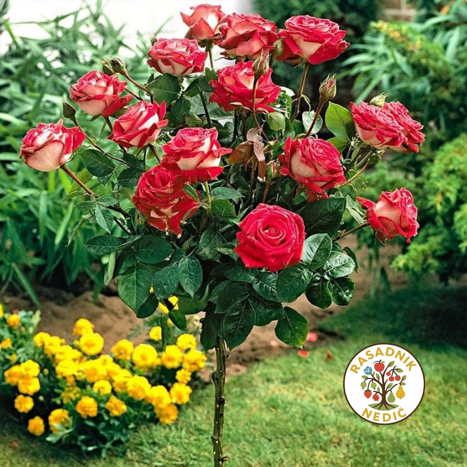 Ruza Stablasica Osirija