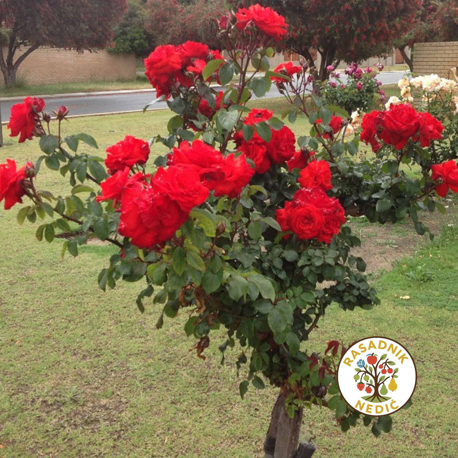 Ruza Stablasica Sacma