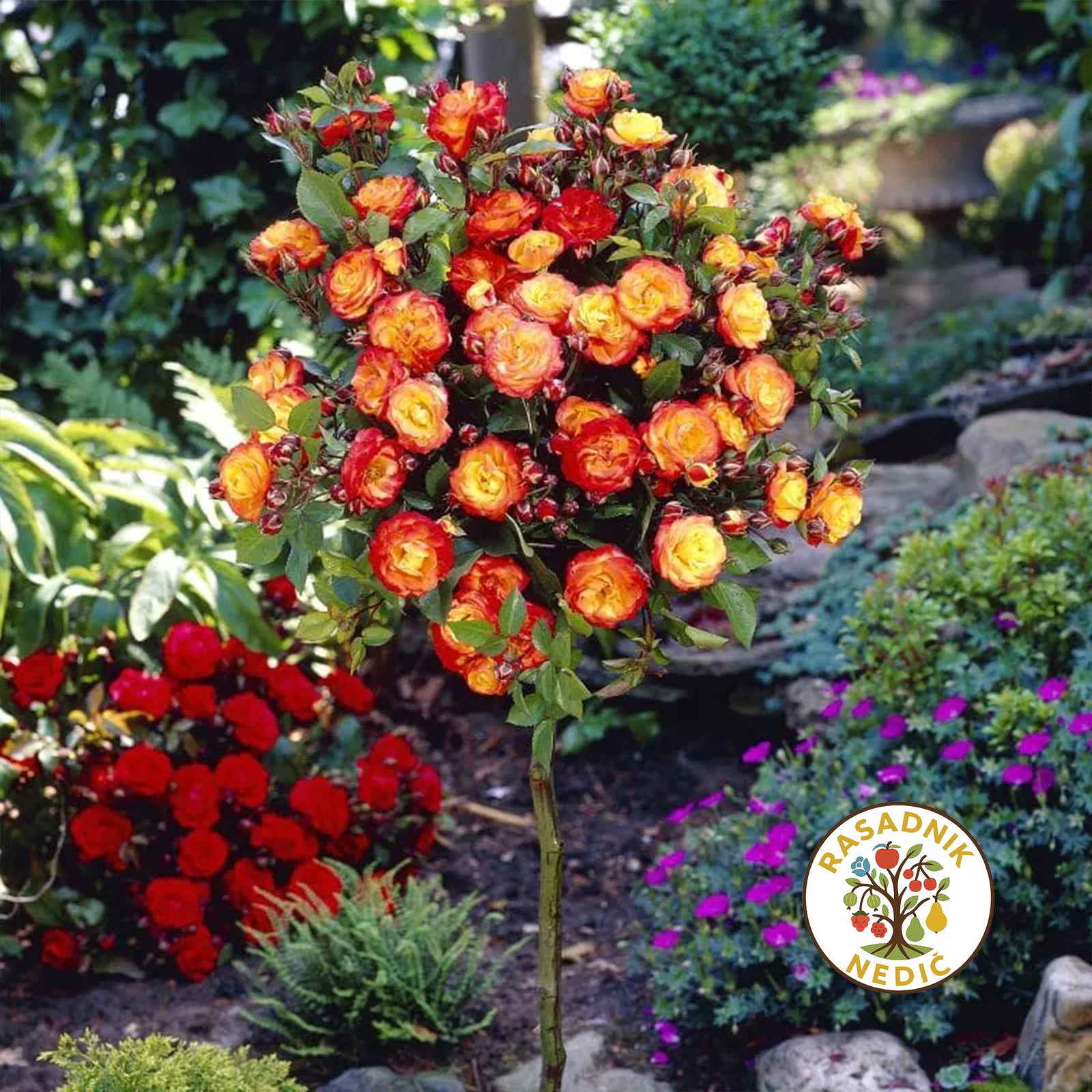 Ruza Stablasica Samba