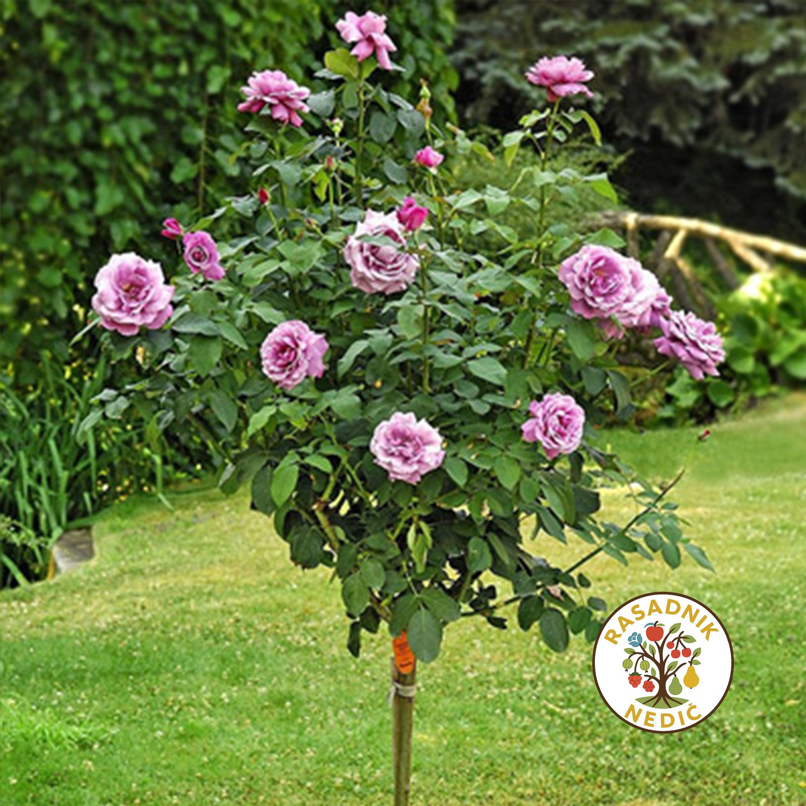 Ruza Stablasica Sar De Gol