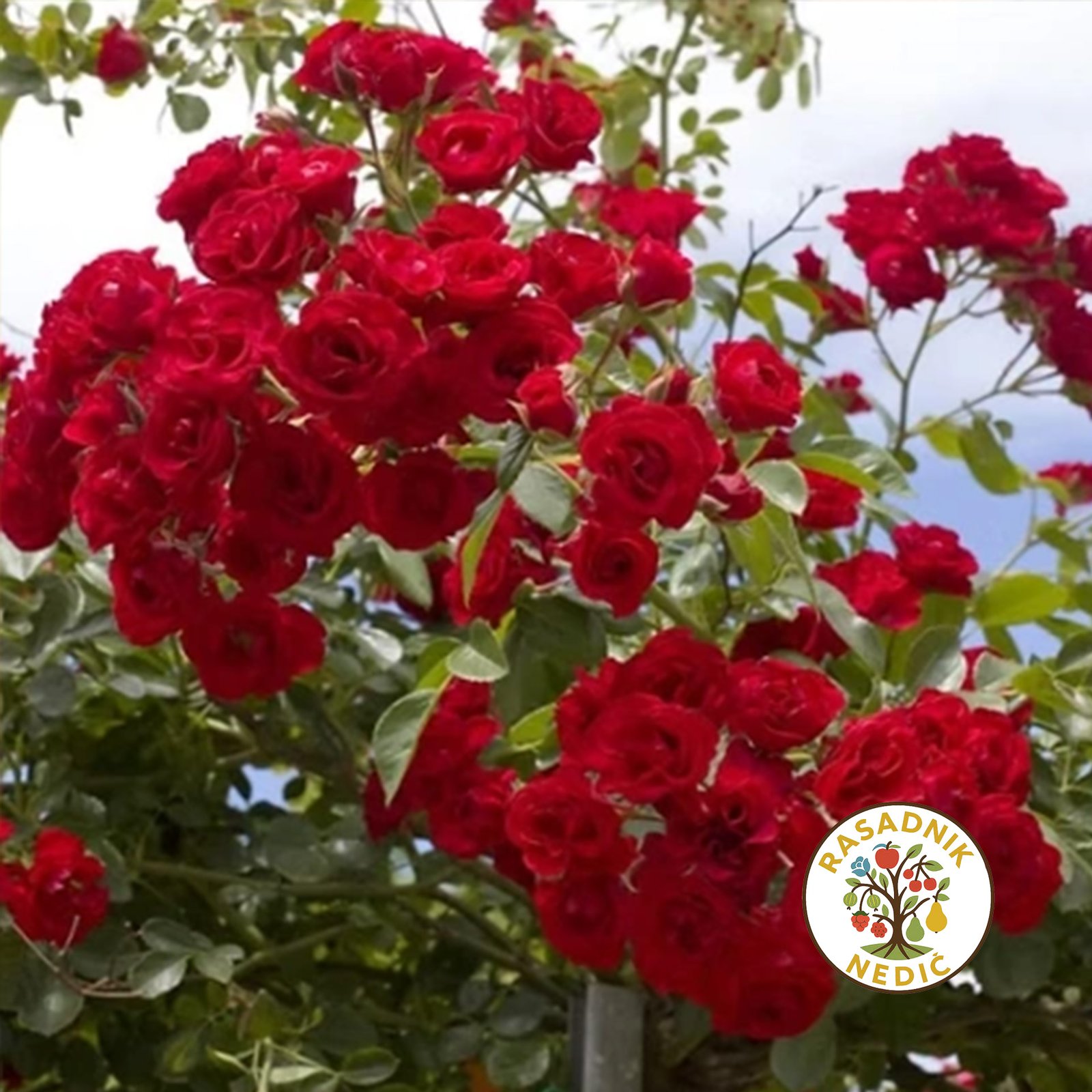 Ruza Stablasica Skarlet Crvena Padajuca