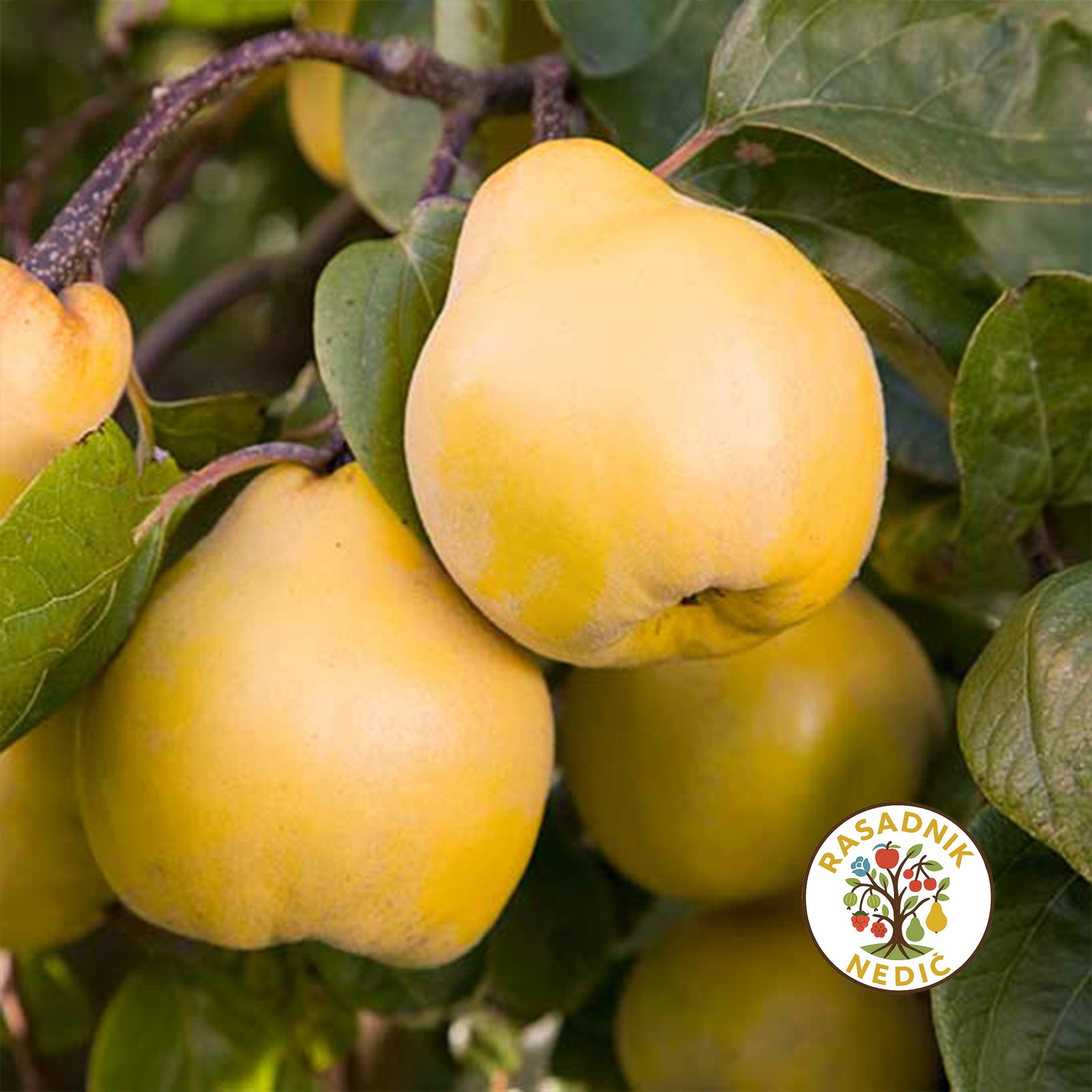 Sadnice Dunje Vranjska