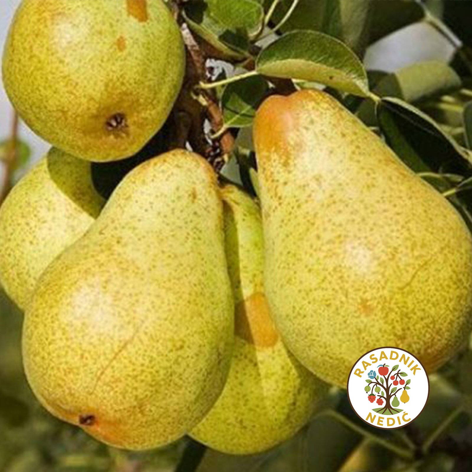 Sadnice Kruske Viljamovka