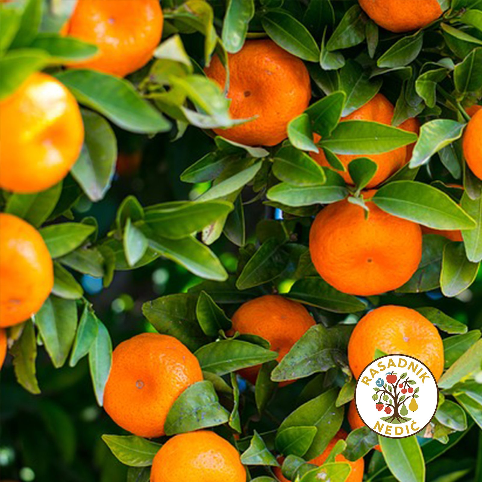 Sadnice Mandarine u Saksiji 1