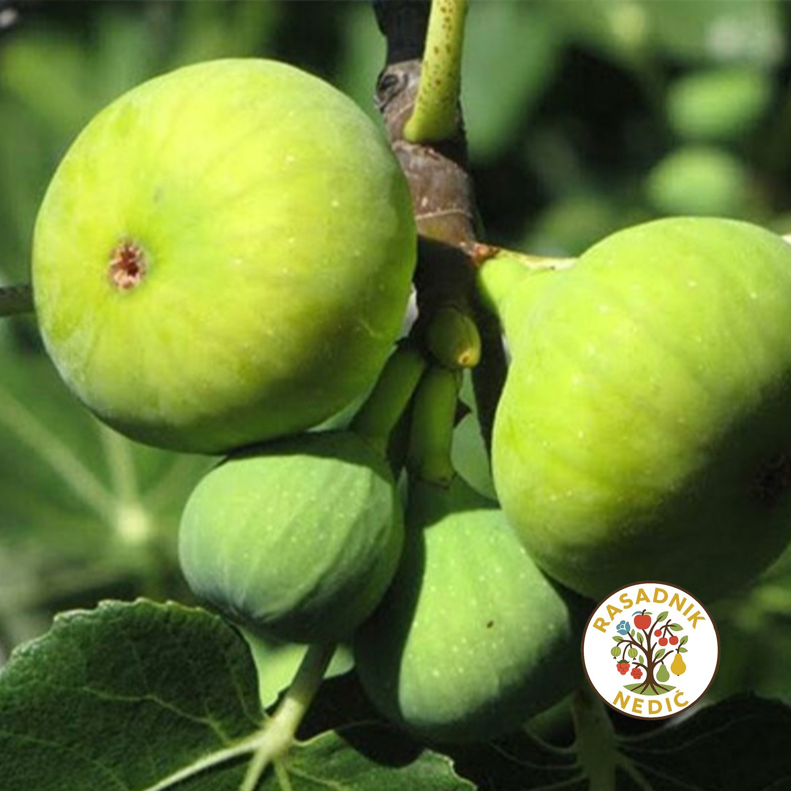 Sadnice Smokve Petrovaca