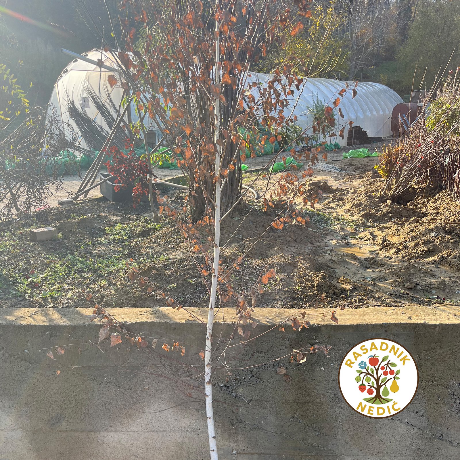 Bela Breza - Slika 2